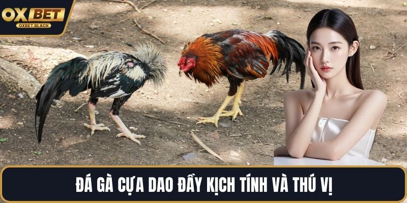 Đá gà cựa dao đầy kịch tính và thú vị