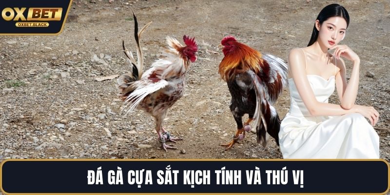 Đá gà cựa sắt kịch tính và thú vị