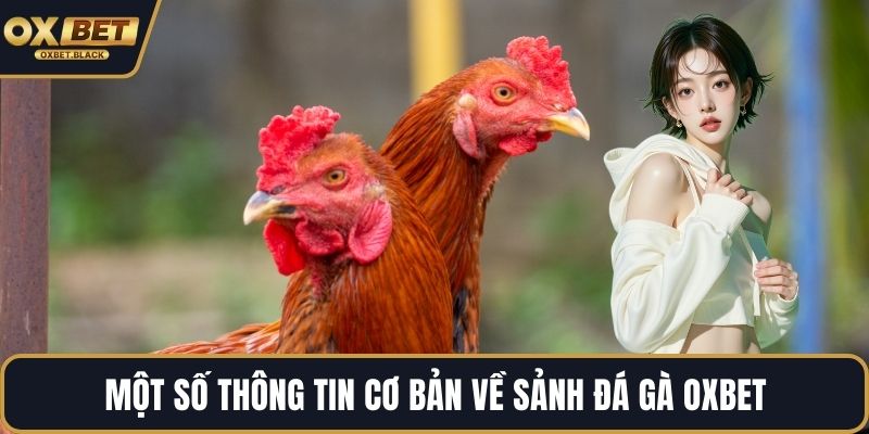 Một số thông tin cơ bản về sảnh đá gà OXBET